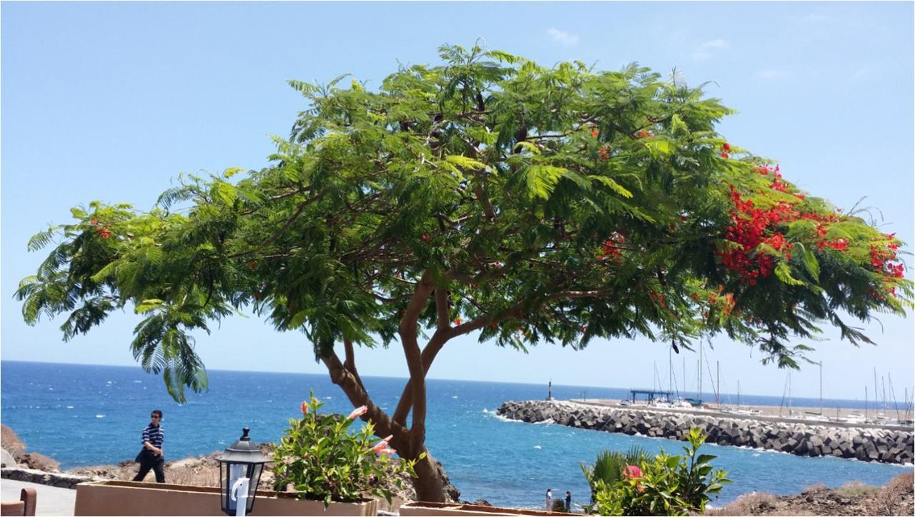 810 - Edif Aguamarina - Vacation Rental Home In The Coast Line Of Golf Del Sur Сан-Мігель-де-Абона Екстер'єр фото